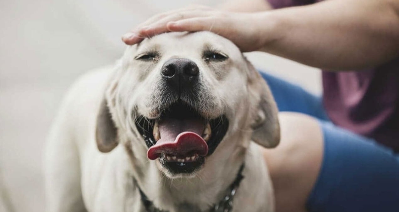 1 Ocak’ta başlıyor: Köpekler için günlük vergi uygulanacak