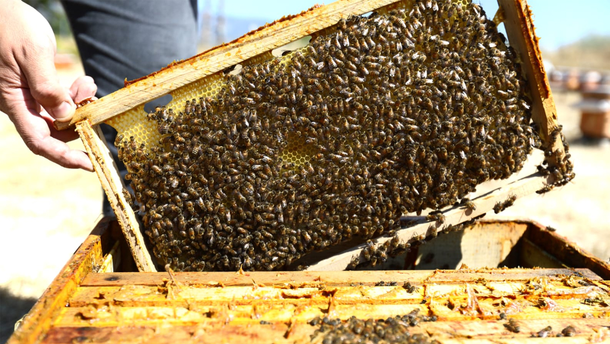 Bilim ve emek bir arada: TOGÜ’den geleceğe umut olacak bal hasadı