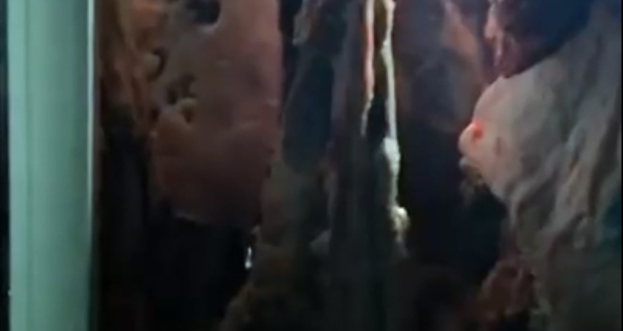 Bir şehrin konuştuğu skandal! Yakalanmasa akşam sofralarımıza gelecekti