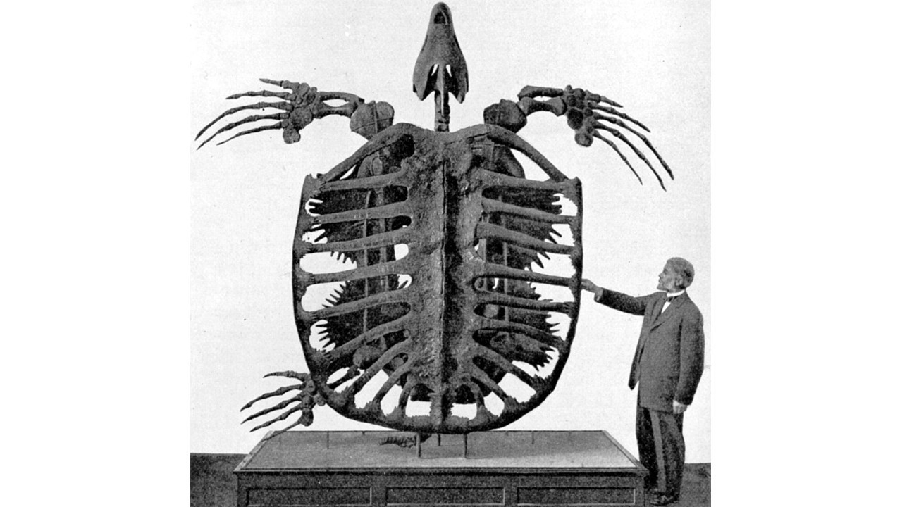 Okyanusların tarih öncesi devlerinden yeni sürpriz