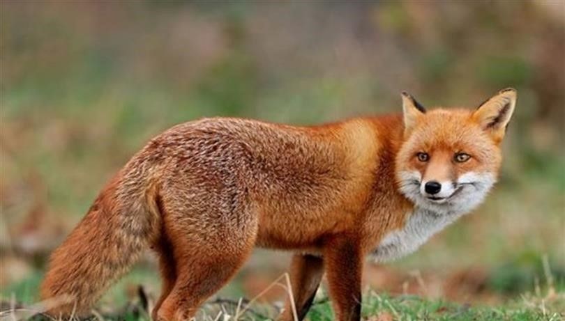 Malatya’da yaban hayvanları havadan aşılanacak