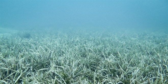 Marmara Denizi’nin güneyinde müsilaja rastlanmadı