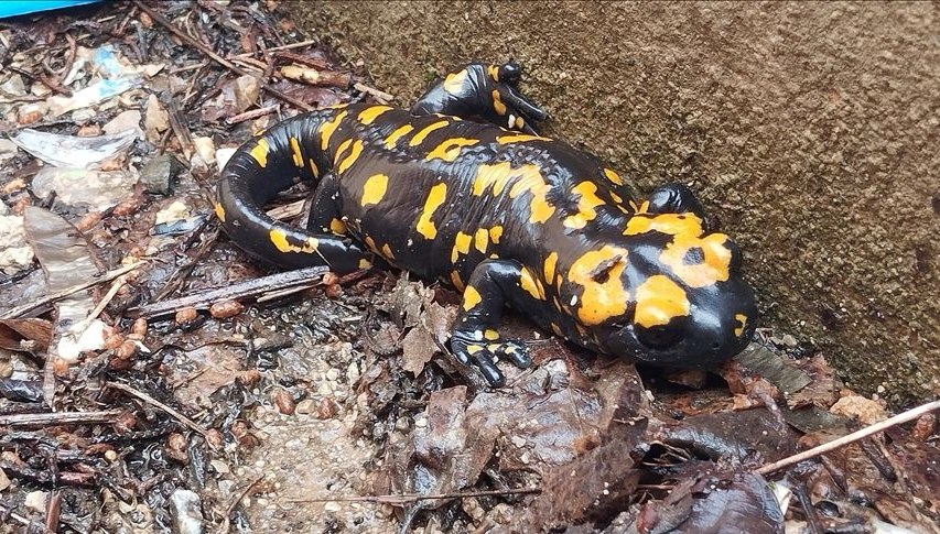 Nesilleri tehdit altında: Bitlis’te sarı benekli semenderler görüldü