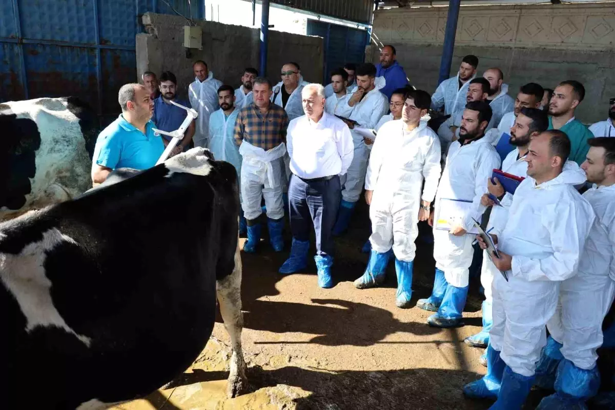 Aksaray’da Sığır Eğitimi