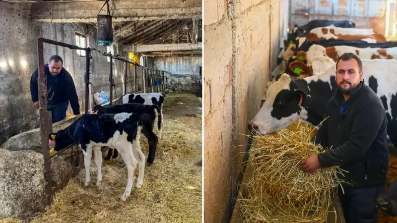 Dört inekle hayvancılığa başlayan genç mühendis çiftliğini kurdu