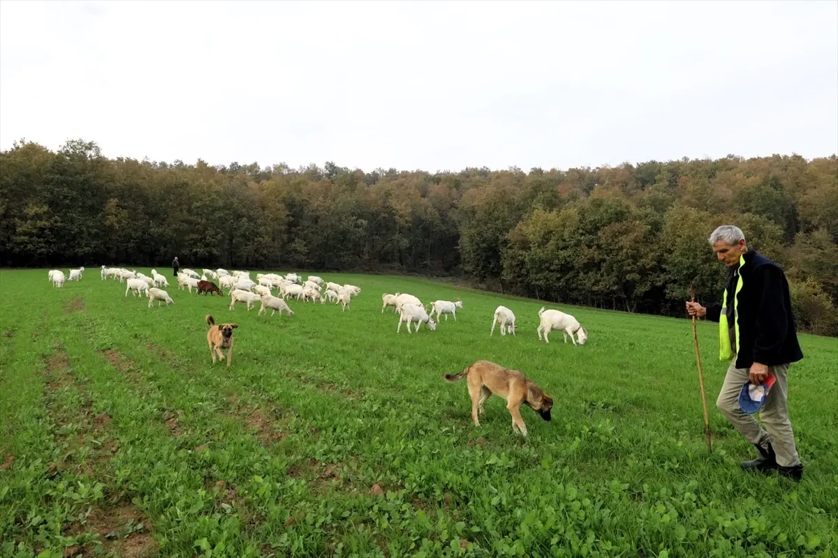 Kocaeli’de Süt Otu Desteği