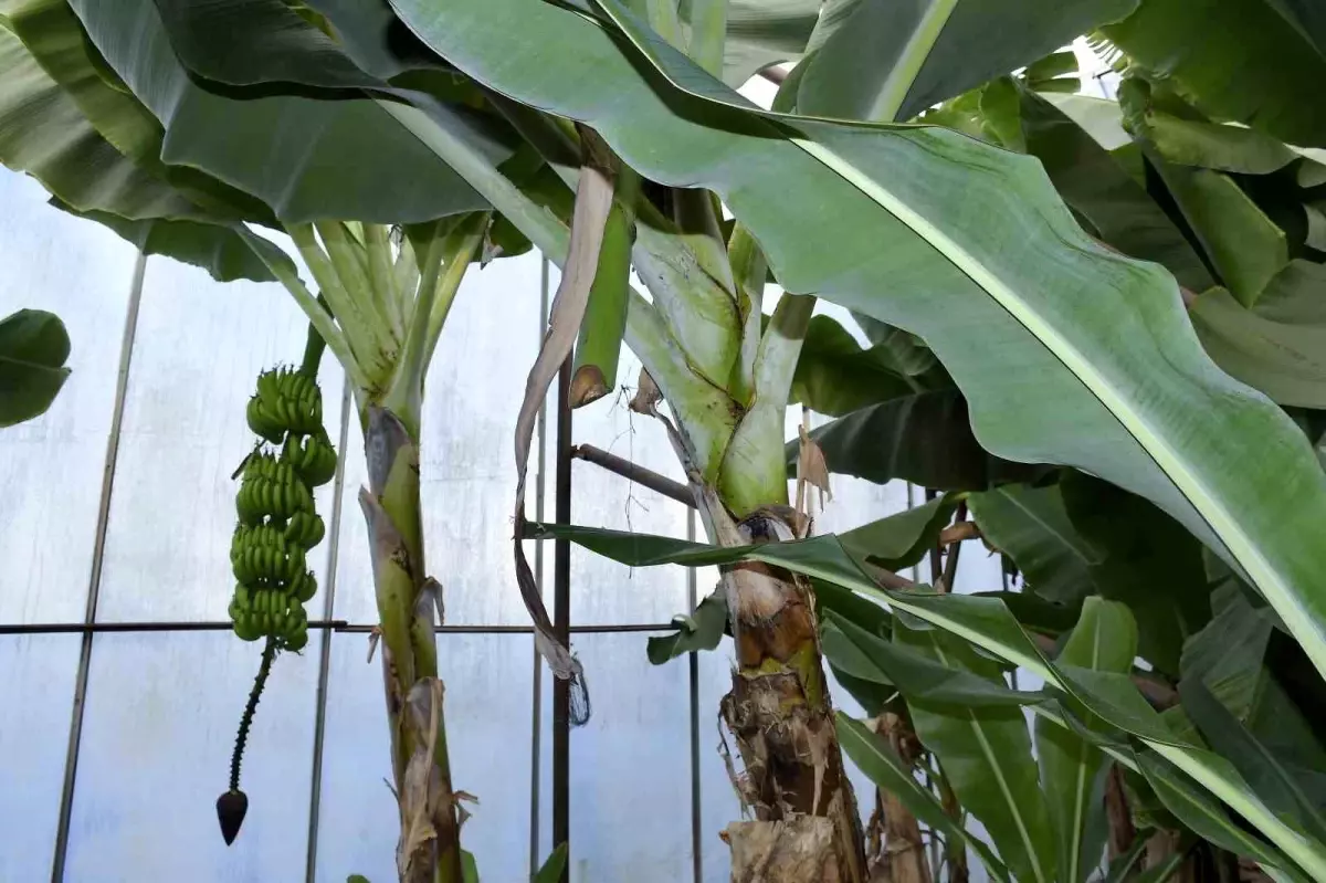 Mersin’de Bahçe Hırsızlıkları Arttı