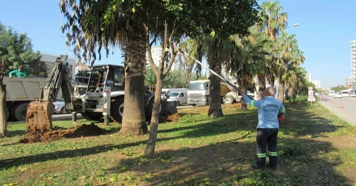 Adana Büyükşehir’den ağaç nakli