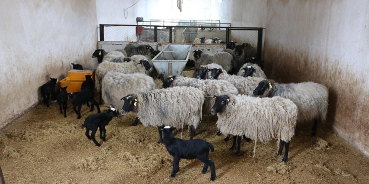 Batı Trakya’da çiçek hastalığı alarmı