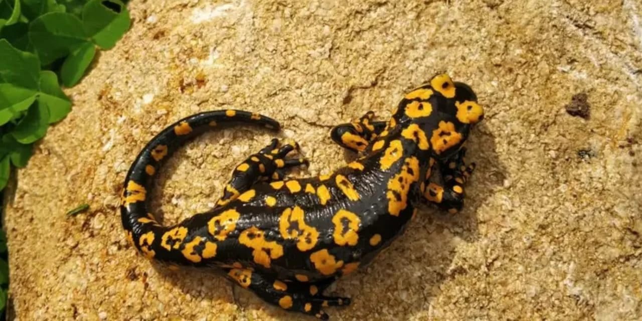 Nesli tükenmekte olan tür Erzincan’da çıktı