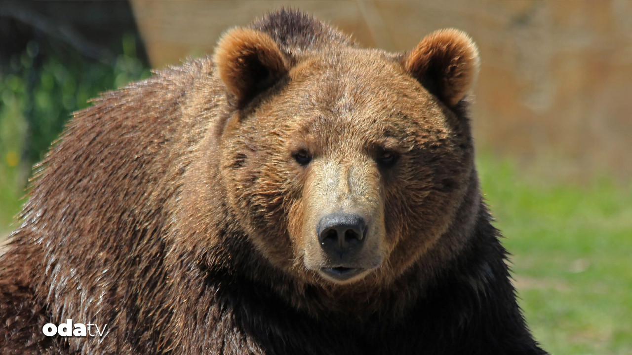 Rize’de bir ayı için ‘sürek avı’ başlatıldı