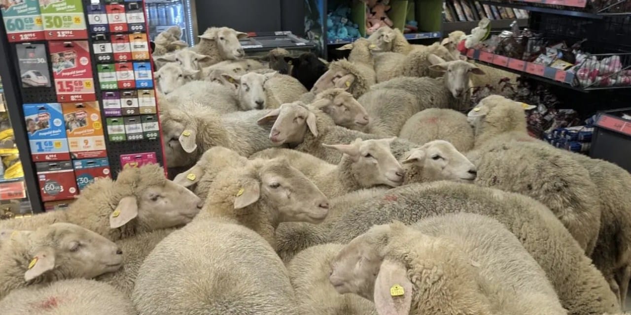 Meraklı koyunlar marketi bastı: Ortalık savaş alanına döndü