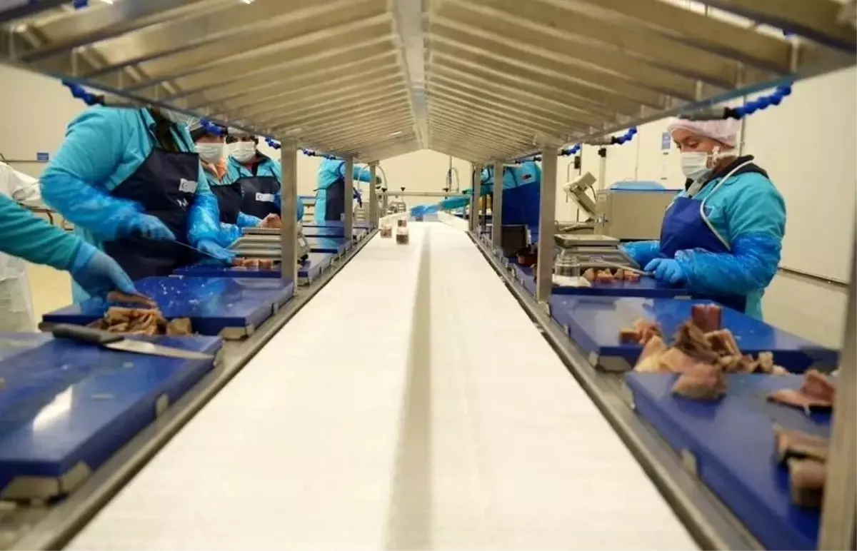 Sinop’ta Su Ürünleri İhracatı Artıyor