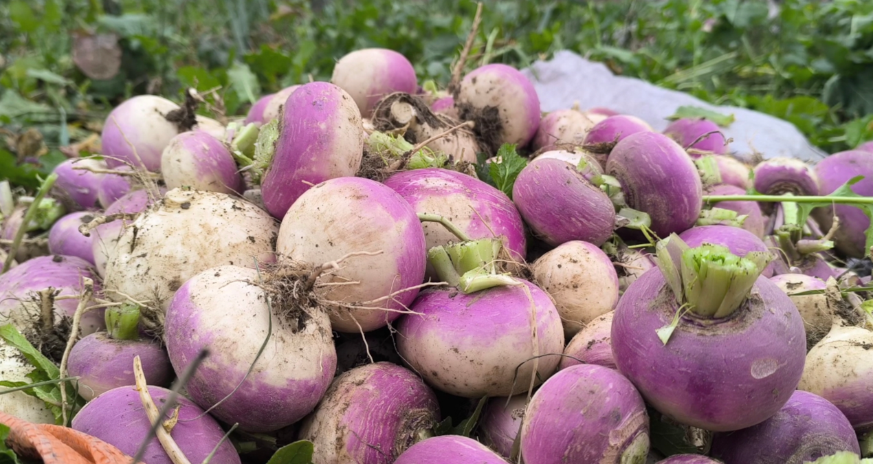 Turbun kilosu, ana vatanı Kadirli’de 30 kuruşa kadar düştü