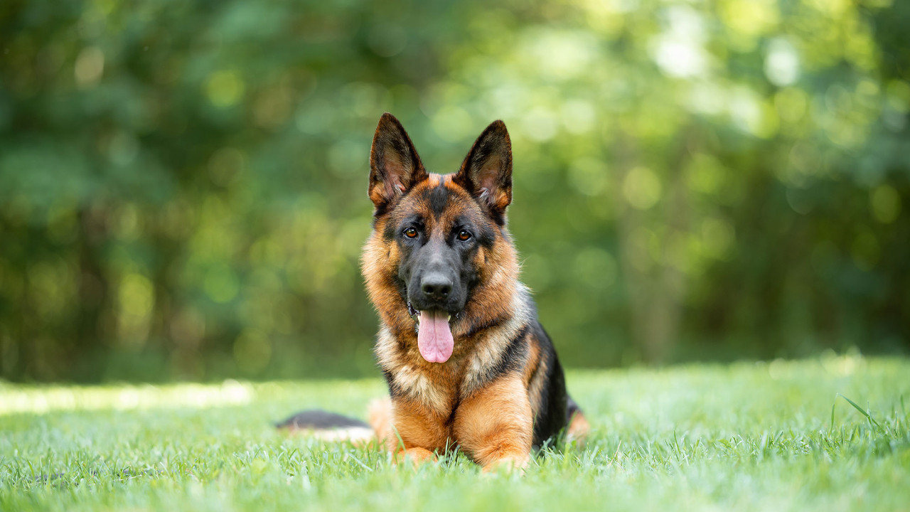 Kartellerin korkulu rüyası: Bir köpeğin başına neden ödül konur?