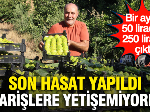 Haber gorseli